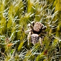 Maratus vespertilio (Bat-like peacock spider) at Stromlo, ACT - 30 Nov 2021 by tpreston