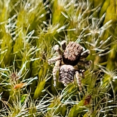 Maratus vespertilio (Bat-like peacock spider) at Stromlo, ACT - 30 Nov 2021 by trevorpreston