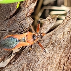 Gminatus australis (Orange assassin bug) at Stromlo, ACT - 30 Nov 2021 by trevorpreston