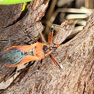 Gminatus australis at Stromlo, ACT - 30 Nov 2021