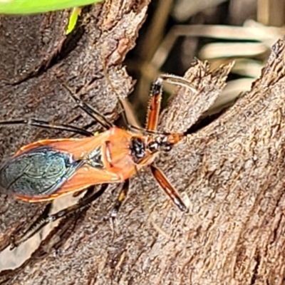 Gminatus australis (Orange assassin bug) at Stromlo, ACT - 30 Nov 2021 by trevorpreston