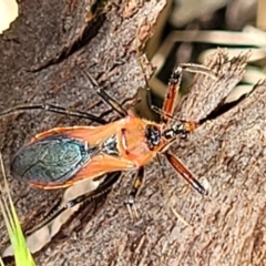 Gminatus australis at Stromlo, ACT - 30 Nov 2021