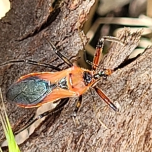 Gminatus australis at Stromlo, ACT - 30 Nov 2021