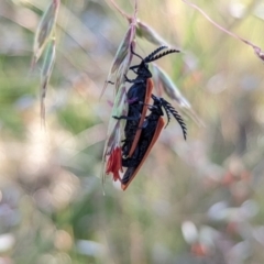 Porrostoma sp. (genus) (Lycid, Net-winged beetle) at Mount Majura - 29 Nov 2021 by sbittinger