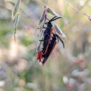 Porrostoma sp. (genus) at Hackett, ACT - 30 Nov 2021