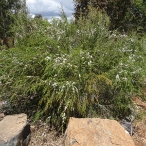 Leptospermum sp. at Molonglo Valley, ACT - 30 Nov 2021 01:57 PM