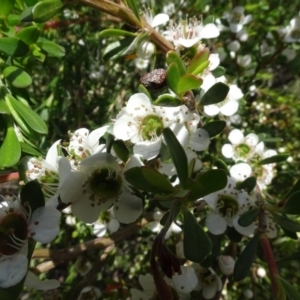 Leptospermum sp. at Molonglo Valley, ACT - 30 Nov 2021 01:57 PM