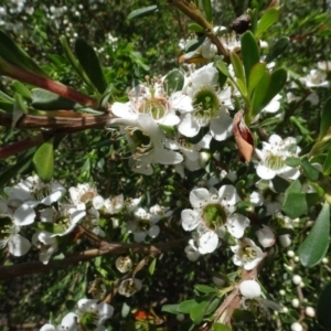 Leptospermum sp. at Molonglo Valley, ACT - 30 Nov 2021 01:57 PM