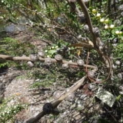 Leptospermum sp. at Molonglo Valley, ACT - 30 Nov 2021 01:57 PM