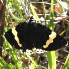 Eutrichopidia latinus (Yellow-banded Day-moth) at Tuggeranong Pines - 29 Nov 2021 by JohnBundock