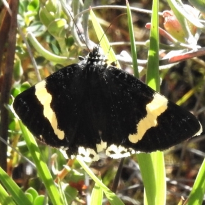 Eutrichopidia latinus (Yellow-banded Day-moth) at Tralee, NSW - 30 Nov 2021 by JohnBundock