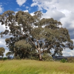 Eucalyptus melliodora (Yellow Box) at Amaroo, ACT - 30 Nov 2021 by MatthewFrawley