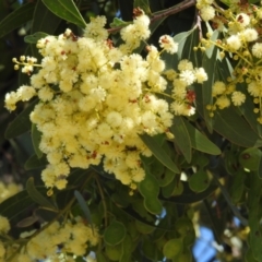 Acacia falciformis (Broad-leaved Hickory) at Tuggeranong Pines - 29 Nov 2021 by JohnBundock