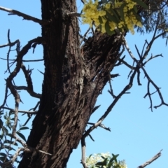 Acacia falciformis at Tralee, NSW - 30 Nov 2021 10:19 AM