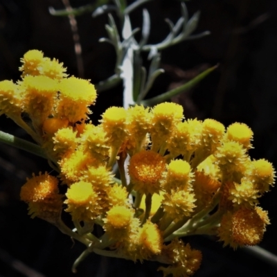 Chrysocephalum semipapposum (Clustered Everlasting) at Tralee, NSW - 30 Nov 2021 by JohnBundock