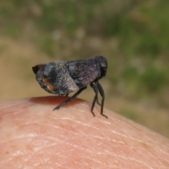 Platybrachys vidua (Eye-patterned Gum Hopper) at Lower Cotter Catchment - 28 Nov 2021 by Christine