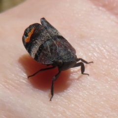 Platybrachys vidua at Cotter River, ACT - 29 Nov 2021