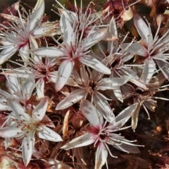 Calytrix tetragona (Common Fringe-myrtle) at Tralee, NSW - 29 Nov 2021 by JohnBundock