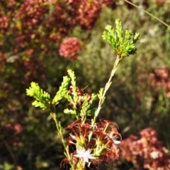 Calytrix tetragona at Tralee, NSW - 30 Nov 2021