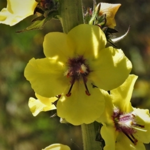 Verbascum virgatum at Chisholm, ACT - 30 Nov 2021