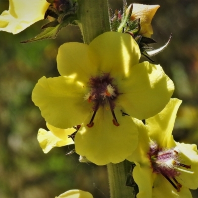 Verbascum virgatum (Green Mullein) at Melrose - 29 Nov 2021 by JohnBundock