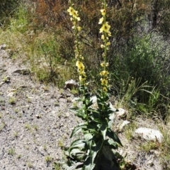 Verbascum virgatum at Chisholm, ACT - 30 Nov 2021