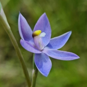 Thelymitra alpina at Cotter River, ACT - 30 Nov 2021