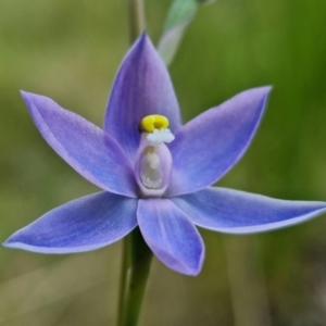 Thelymitra alpina at Cotter River, ACT - 30 Nov 2021