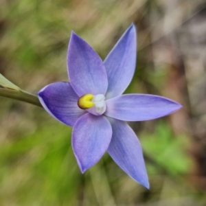 Thelymitra alpina at Cotter River, ACT - 30 Nov 2021