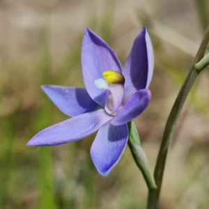 Thelymitra alpina at Cotter River, ACT - 30 Nov 2021