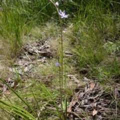 Thelymitra alpina at Cotter River, ACT - 30 Nov 2021