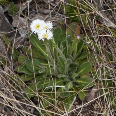 Pappochroma nitidum (Sticky Fleabane) at Cotter River, ACT - 29 Nov 2021 by RAllen