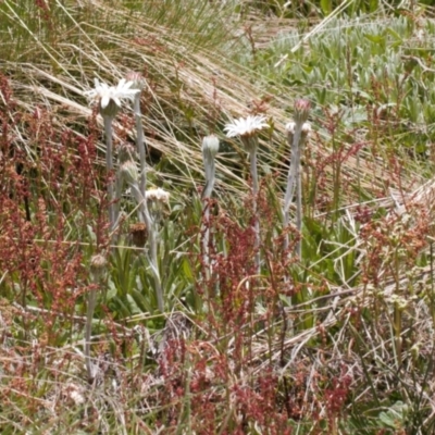 Celmisia tomentella (Common Snow Daisy) at Cotter River, ACT - 29 Nov 2021 by RAllen