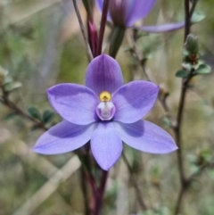 Thelymitra alpina (Mountain Sun Orchid) at Paddys River, ACT - 30 Nov 2021 by RobG1