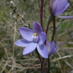 Thelymitra alpina at Paddys River, ACT - suppressed