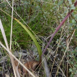 Thelymitra alpina at Paddys River, ACT - suppressed