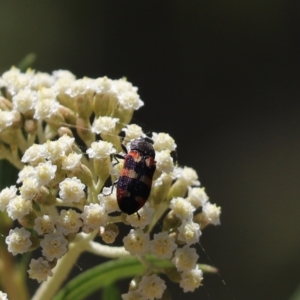 Castiarina sexplagiata at Cook, ACT - 17 Nov 2019 12:18 PM