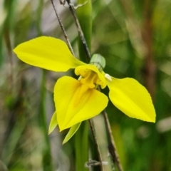 Diuris monticola (Highland Golden Moths) at Paddys River, ACT - 30 Nov 2021 by RobG1