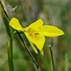 Diuris monticola at Paddys River, ACT - 30 Nov 2021