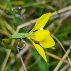 Diuris monticola at Paddys River, ACT - 30 Nov 2021