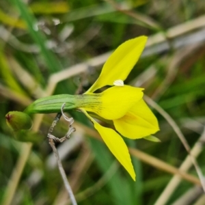 Diuris monticola at Paddys River, ACT - 30 Nov 2021