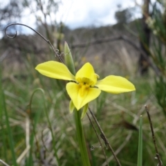 Diuris monticola at Paddys River, ACT - 30 Nov 2021