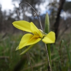 Diuris monticola at Paddys River, ACT - suppressed