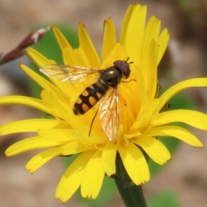 Melangyna viridiceps at Greenway, ACT - 30 Nov 2021