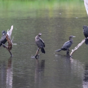 Phalacrocorax sulcirostris at Greenway, ACT - 30 Nov 2021