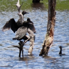 Phalacrocorax sulcirostris at Greenway, ACT - 30 Nov 2021