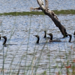 Phalacrocorax sulcirostris at Greenway, ACT - 30 Nov 2021