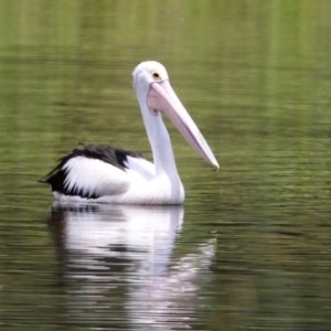 Pelecanus conspicillatus at Greenway, ACT - 30 Nov 2021