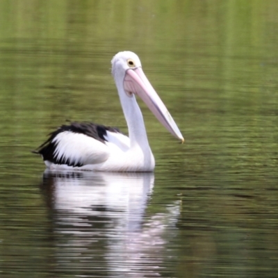 Pelecanus conspicillatus (Australian Pelican) at Greenway, ACT - 30 Nov 2021 by RodDeb