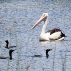 Pelecanus conspicillatus at Greenway, ACT - 30 Nov 2021